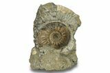 Jurassic Ammonite (Proplanulites) Fossil - England #279562-1